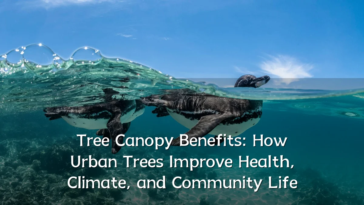 Tree Canopy Benefits: How Urban Trees Improve Health, Climate, and Community Life