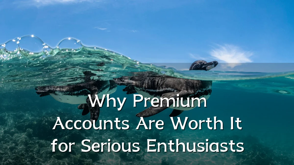 Why Premium Accounts Are Worth It for Serious Enthusiasts