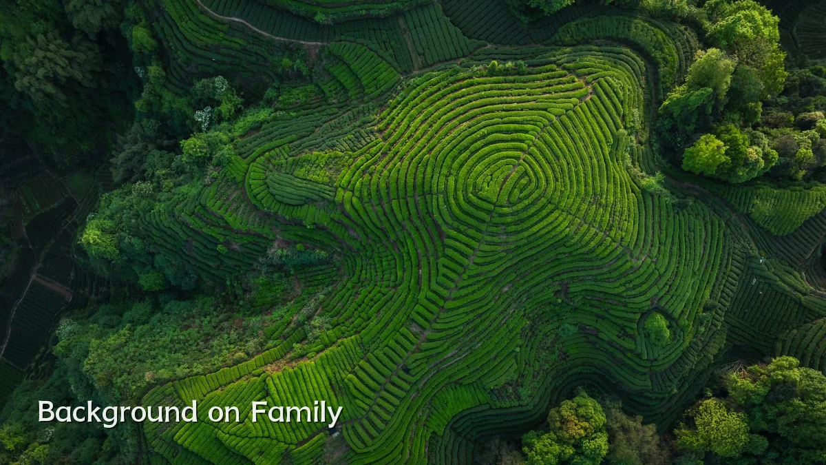Background on Family